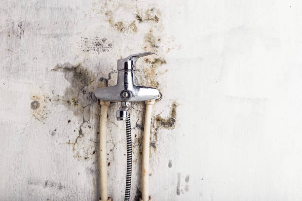 Best Home Mold Removal  in Council Grove, KS