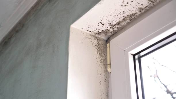 Best Commercial Mold Removal  in Council Grove, KS