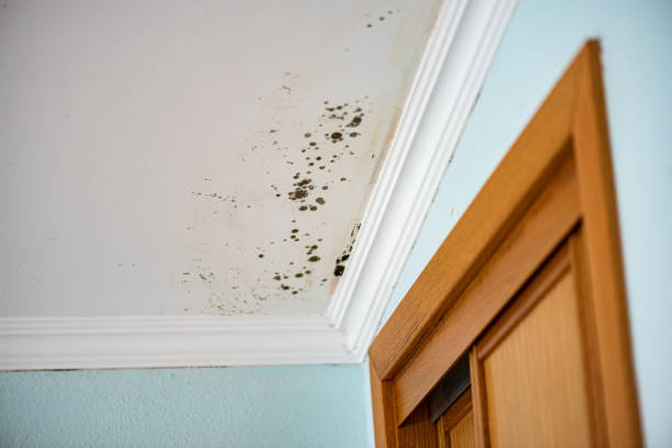 Best Mold Removal and Inspection  in Council Grove, KS