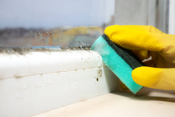 Mold Removal and Inspection in Council Grove, KS