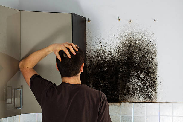 Best Same-Day Mold Removal  in Council Grove, KS