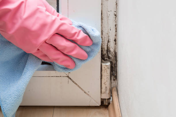 Best Certified Mold Removal  in Council Grove, KS